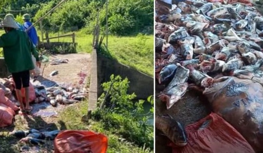 Lượng lớn cá mè bị cắt đôi, chết trôi ở hồ Kẻ Gỗ