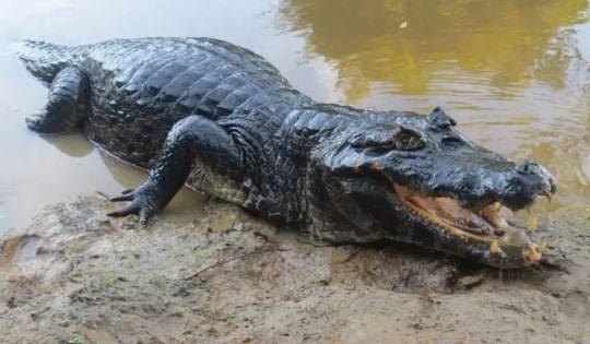 Chưa bắt được cá sấu dài khoảng 2m theo trình báo của người dân Bến Tre