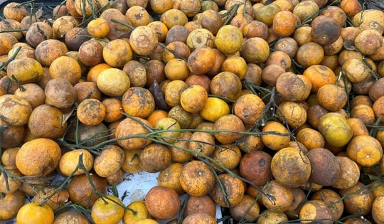 Quýt rừng xuống phố: Giá chỉ 10.000 đồng/kg, hương vị lạ miệng gây sốt