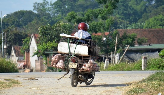 Ráo riết phòng chống dịch tả lợn châu Phi