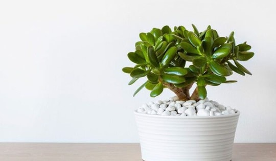 Các loại cây cảnh phong thủy để bàn giúp học sinh được thư giãn và tỉnh táo khi ôn thi