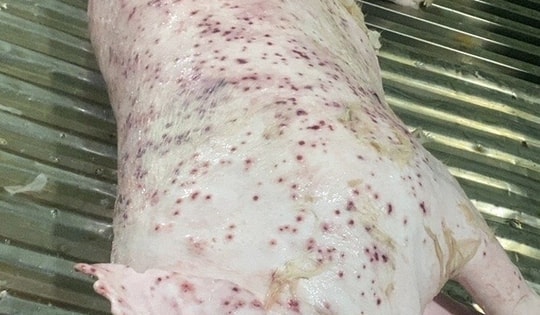 Vụ Công ty C.P. Việt Nam bị 'tố' sử dụng lợn bệnh: Động thái mới từ Bộ Nông nghiệp và Môi trường nhằm bảo vệ người tiêu dùng