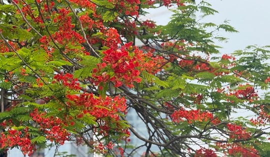 Vừa chớm hè, dân tình đã ‘cháy tim’ với loạt ảnh hoa phượng đẹp như thơ