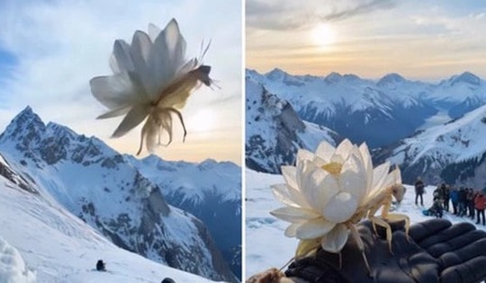 12,7 triệu người "hết hồn" khi hoa sen bất ngờ chuyển động và biến thành con vật không ai ngờ tới