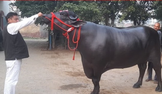 Con trâu được trả 30 tỷ đồng, người đàn ông quyết không bán
