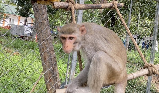 Nơi ‘nghỉ dưỡng’ của động vật quý hiếm ở Tây Nguyên có gì đặc biệt?