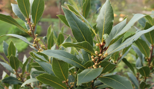 Một loại lá dân dã của Việt Nam bất ngờ được săn lùng với giá đắt đỏ: Xuất khẩu tăng 300%, là vị dược liệu quý hiếm ít quốc gia sở hữu