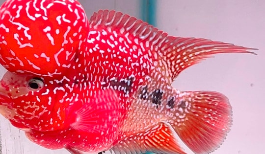 Top những loài cá phong thủy mang lại may mắn