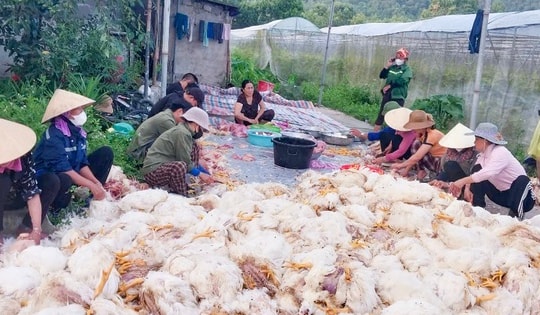 Nghệ An: Sự cố hi hữu khiến gần 1 vạn con gà chết ngạt