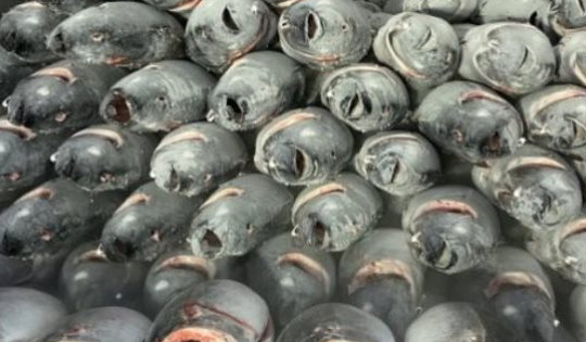 Không phải sầu riêng, một loại ‘siêu thực phẩm’ của Việt Nam và Thái Lan ‘chạm trán’ tại một quốc gia châu Phi