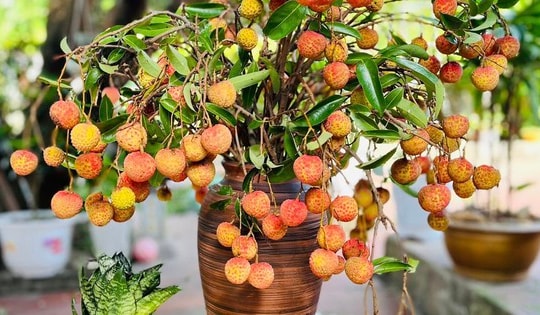 'Sốt xình xịch' trào lưu cắm cành vải thành hoa