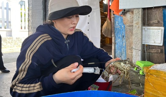 Một tiểu thương bơm thạch rau câu vào tôm hùm chết nhằm tăng trọng lượng bán kiếm lời