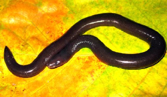 Loài ếch không chân quý hiếm ở Quảng Bình