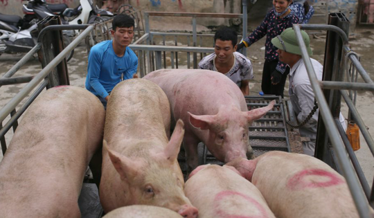 Tăng mức hỗ trợ đến 55.000 đồng/kg hơi gia súc buộc tiêu hủy do bệnh, người chăn nuôi mong chờ từng ngày quy định có hiệu lực