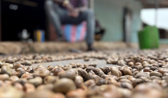 Người Trung Quốc thừa nhận 'ăn đứt' hàng nội, 'sản vật trời ban' của Việt Nam được săn lùng với giá đắt đỏ, xuất khẩu bỏ xa cả thế giới