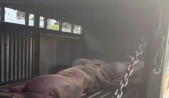 Siết chặt quản lý, giám sát sau vụ mua lợn chết đưa vào cơ sở giết mổ