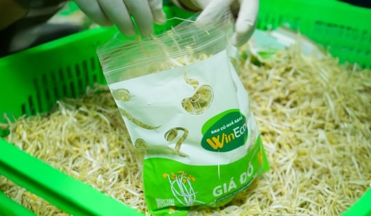 Giá đỗ: Thực phẩm quen thuộc dưới góc nhìn công nghệ cao