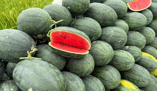 Tiểu thương lý giải nguyên nhân dưa hấu bán tràn ngập thị trường giá chỉ 5.000 đồng/kg,