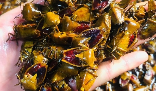 Đặc sản khiến nhiều người 'rùng mình', giá gần nửa triệu đồng/kg vẫn đắt hàng