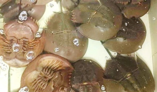 Người đàn ông ở TPHCM nguy kịch vì ăn nhầm so biển