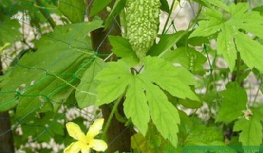 Lá mướp đắng giải độc gan, thanh lọc cơ thể