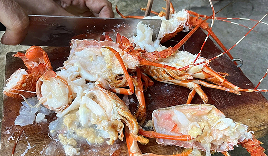 Bơm thạch rau câu 'biến' tôm hùm chết thành tươi, người nội trợ làm cách nào nhận biết đúng tôm hùm tươi?