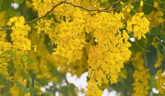 Đô thị Hà Nội bừng sáng trong sắc vàng muồng hoàng yến: Khi hoa không chỉ để ngắm nhìn