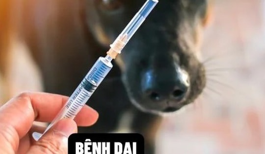 Bình Thuận ghi nhận một trường hợp tử vong nghi do bệnh dại không rõ nguồn lây