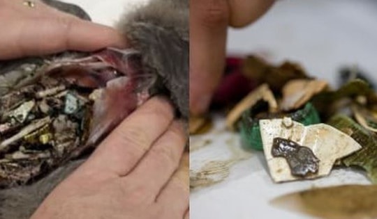 Phát hiện kinh hãi: 778 mảnh nhựa trong dạ dày chú chim trên đảo hoang sơ nhất