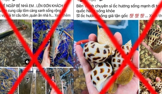 Bắt cặp đôi ngồi trên võng chốt đơn hải sản, lừa đảo hơn 300 triệu đồng