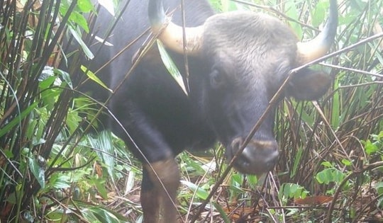 Hàng loạt động vật quý hiếm đang sống khỏe ở Tây Nguyên