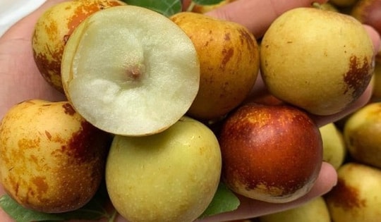 Hồng táo tươi đầu mùa giá gần nửa triệu đồng 1 hộp vẫn đắt khách