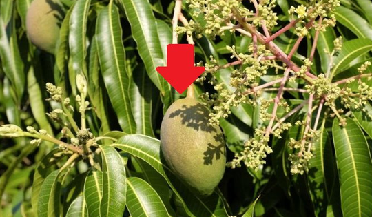 Vượt xa Campuchia, Thái Lan, một mặt hàng của Việt Nam chiếm lĩnh thị trường Trung Quốc, chiếm tới 97%