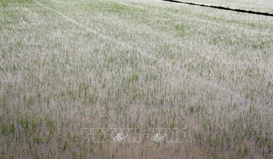 Quảng Bình: Tập trung khắc phục sản xuất vụ Hè Thu sau mưa lớn do bão số 1