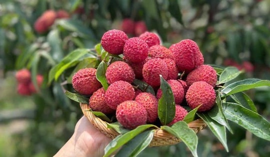 Xuất hiện loại vải không hạt giá gần 1 triệu đồng/kg đổ bộ thị trường hoa quả Việt