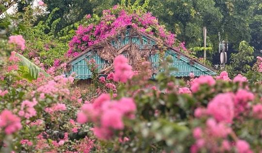 Ninh Bình: Phát hiện vườn hoa tường vi rực sắc hồng khiến hội mê ảnh phải thốt lên 'đẹp đến nghẹt thở'