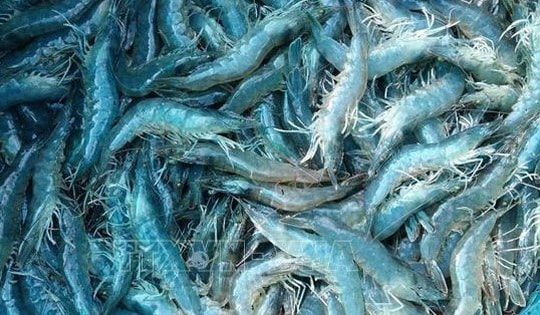 Giá tôm tăng cao nhất trong vòng 1 năm