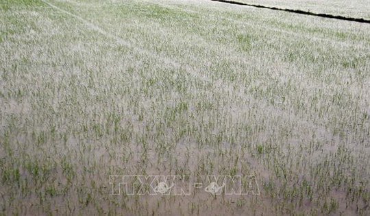 Trung Bộ có gần 63.000 ha sản xuất nông nghiệp bị ngập úng do ảnh hưởng của bão số 1