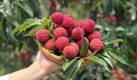 Vải thiều Trung Quốc đổ bộ chợ Việt, giá 700.000 đồng/kg