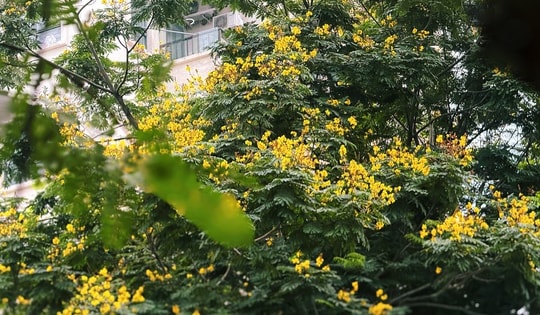 Không phải phượng đỏ, đây mới là loài hoa đang âm thầm ‘chiếm sóng’ Hà Nội tháng 6 khiến dân tình thổn thức