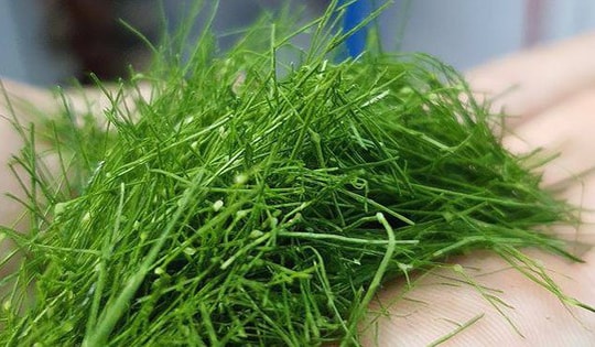 Thứ lá người Việt thường rắc lên gà luộc, không ngờ là loại rau chứa chất chống oxy hóa mạnh, bảo vệ hệ thần kinh