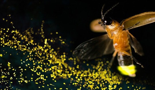 Đom đóm chưa hề tuyệt chủng hoàn toàn và chúng có thể quay trở lại