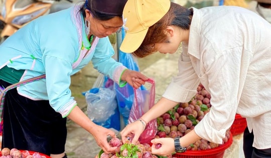 Mận hậu bán ngập thị trường, tiểu thương chỉ cách phân biệt mận Việt và mận Trung Quốc