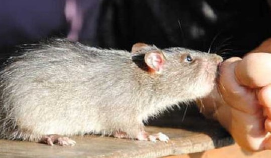 Trẻ 10 tuổi nhập viện điều trị cả tuần sau khi bị chuột cắn