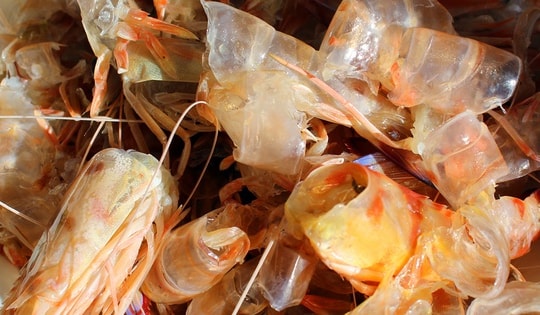 Việt Nam sản xuất tôm tốp 5 thế giới, nhưng thứ bị bỏ đi mới là "mỏ vàng" tỷ đô: Giá trị gấp 25 lần tôm