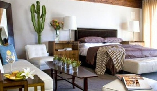 Treo cây xương rồng trong phòng ngủ sẽ có lợi ích và rủi ro nào?