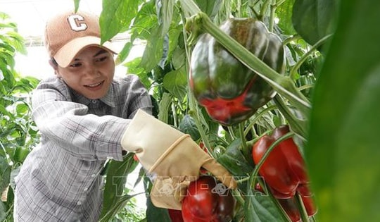 Giá nhiều loại rau củ Đà Lạt tăng mạnh sau thời gian dài