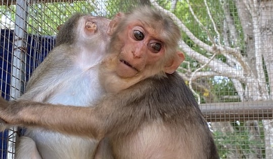 Chạy đua giành giật sự sống cho nhiều loài động vật quý hiếm