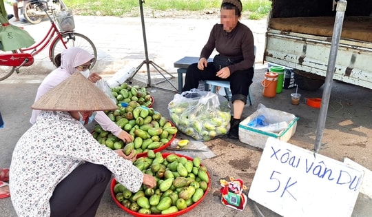 Xoài Vân Du giá siêu rẻ chỉ 5.000 đồng/kg có ngon như lời đồn?