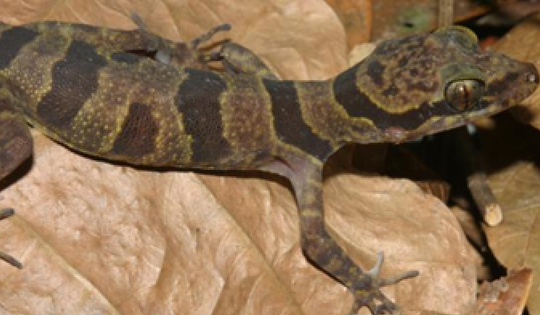 Loài bò sát quý hiếm thường bỏ lại một phần cơ thể khi chạy trốn